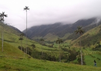Valle del Cocora