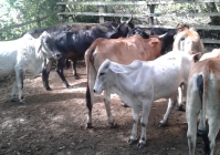 hrbaté kolumbijské kravičky