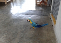 nerudný papouch u tety