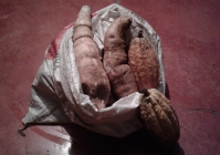 sklizeň yuky a kakaa