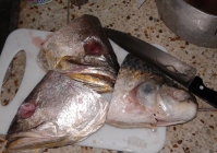 když není kapr, hodí se i Bocachica a Bagre